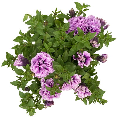 Petunien 'Pearl Fame' lila geadert, gefüllt, Topf 13 cm Ø, 6 Pflanzen