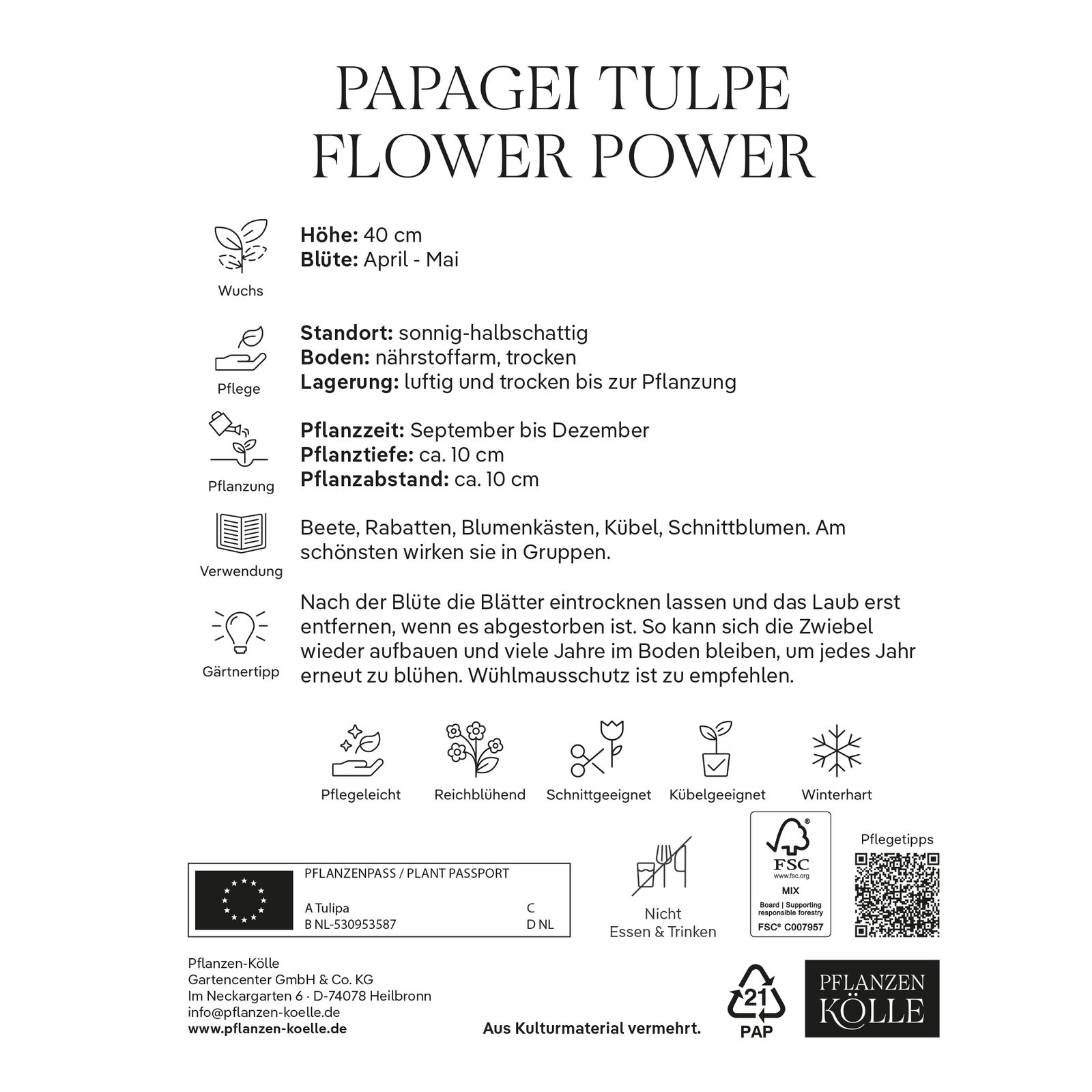 Papagei-Tulpen 'Flower Power', orange, Größe 11/12, 7 Blumenzwiebeln