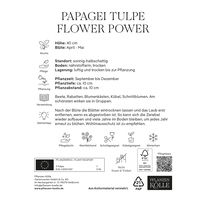 Papagei-Tulpen 'Flower Power', orange, Größe 11/12, 7 Blumenzwiebeln