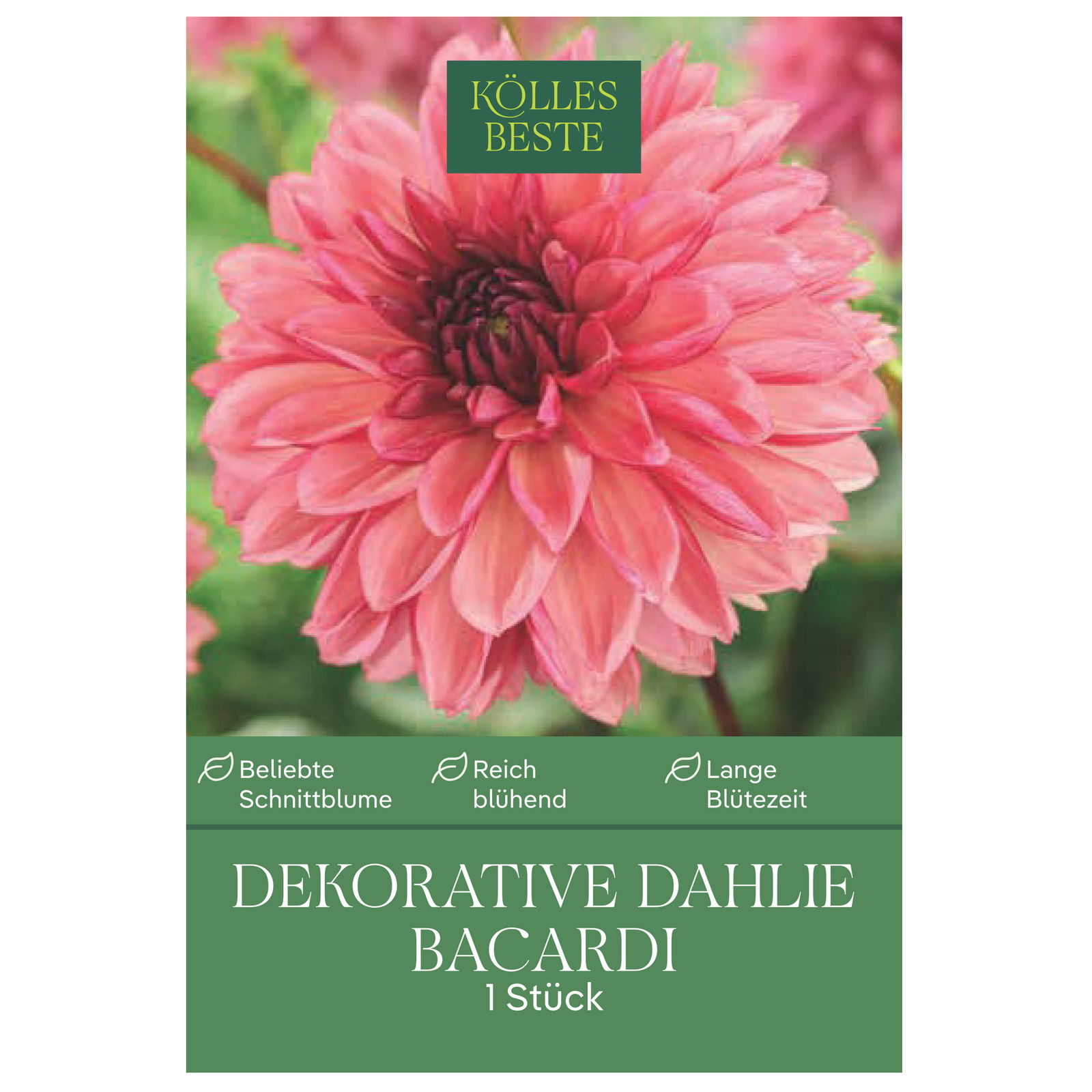 Kölles Beste Blumenknolle, Dekorative Dahlie 'Bacardi'
