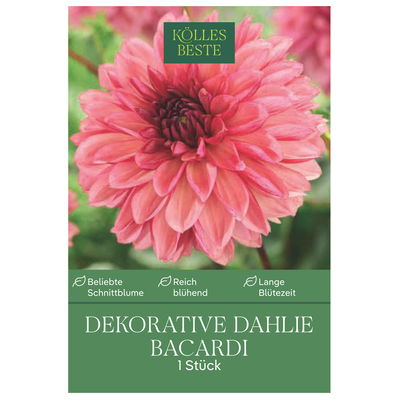 Kölles Beste Blumenknolle, Dekorative Dahlie 'Bacardi'