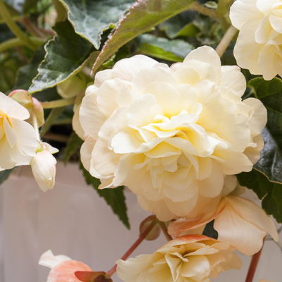 Begonie aufrecht, Farbe zufällig, Topf-Ø 13 cm, 6 Pflanzen Begonie aufrecht, Farbe zufällig, Topf-Ø 13 cm, 6 Pflanzen