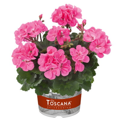 Geranie, rosa, stehend, Topf-Ø 13 cm, 6 Pflanzen
