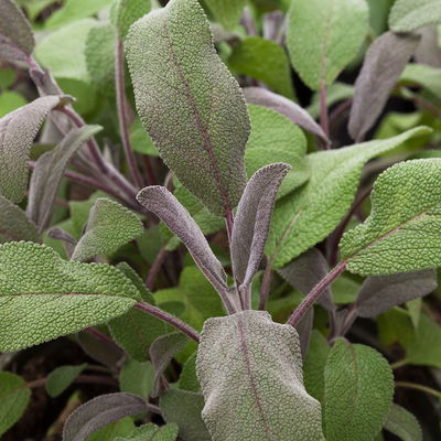 Bio Roter Salbei, Topf-Ø 12cm Bio Roter Salbei, Topf-Ø 12cm