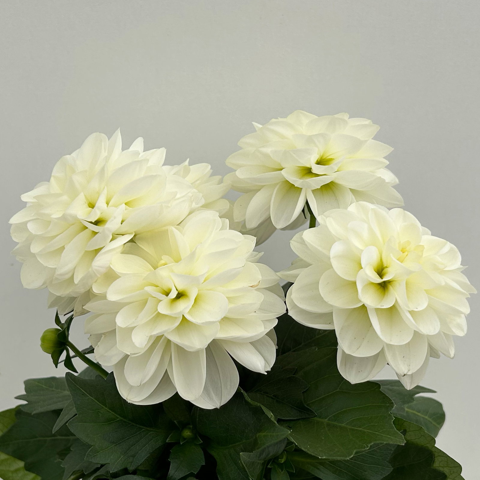 Dahlie, weiß, Topf-Ø 12 cm, 6 Pflanzen