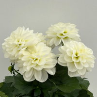Dahlie, weiß, Topf-Ø 12 cm, 6 Pflanzen