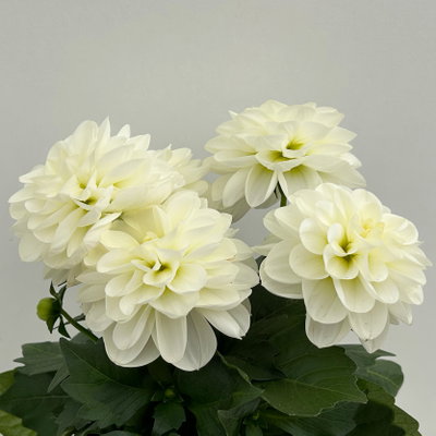 Dahlie, weiß, Topf-Ø 12 cm, 6 Pflanzen