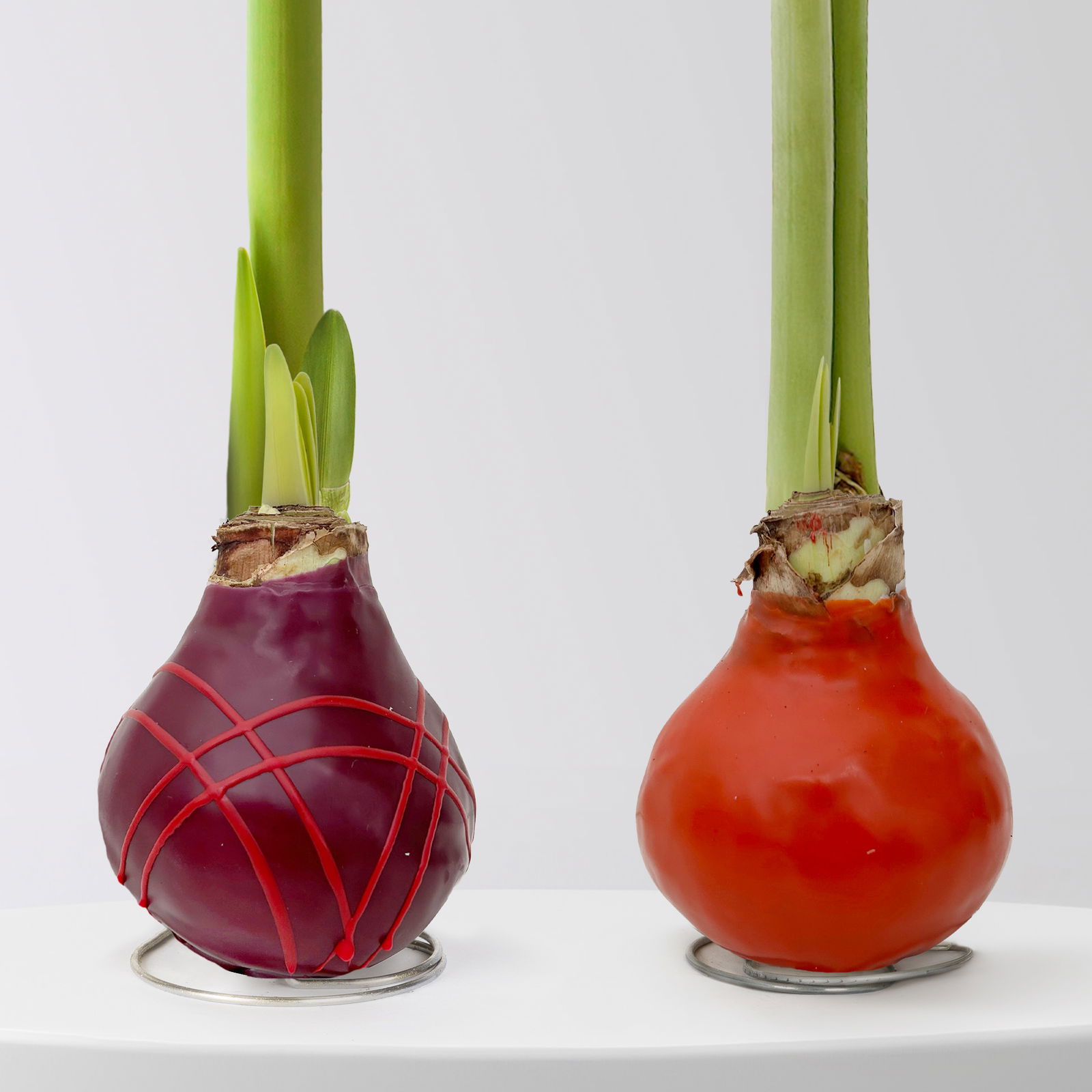 Amaryllis in Wachs, Dekor 'Indian Summer', Farbe zufällig, Blüte rot, 2 Pflanzen Amaryllis in Wachs, Dekor 'Indian Summer', Farbe zufällig, Blüte rot, 2 Pflanzen