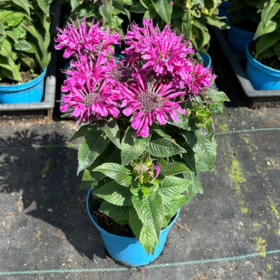 Bio Indianernessel violett, Topf 11x11 cm, 3 Pflanzen