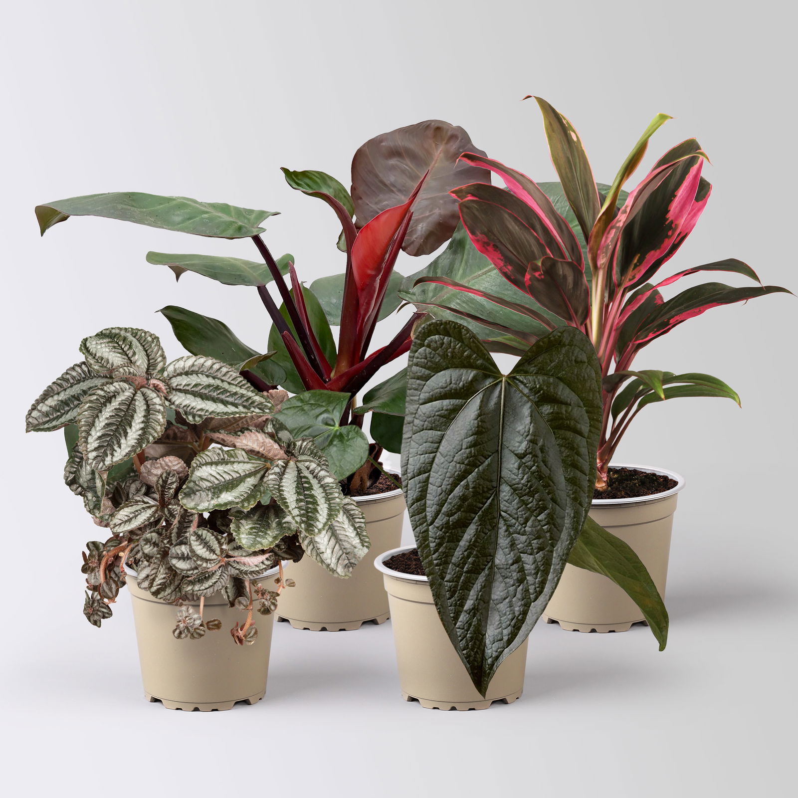 Grünpflanzen-Set Urban Jungle, dunkellaubig, Topf-Ø 12 cm, 4 Pflanzen