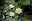 Seerose Pygmaea Helvola