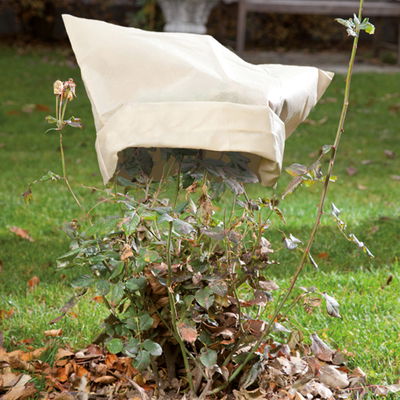 Kölles Beste Kübelpflanzen-Sack 'Spezial', beige, B60 x H80 cm, 2er-Pack Kölles Beste Kübelpflanzen-Sack 'Spezial', beige, B60 x H80 cm, 2er-Pack