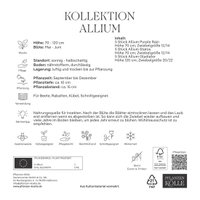 Kölles Beste Zierlauch-Kollektion, purpur-lila, 15 Blumenzwiebeln Kölles Beste Zierlauch-Kollektion, purpur-lila, 15 Blumenzwiebeln
