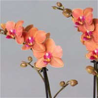 Schmetterlingsorchidee, orange, 2 Rispen, Topf-Ø 12 cm, Höhe ca. 50 cm