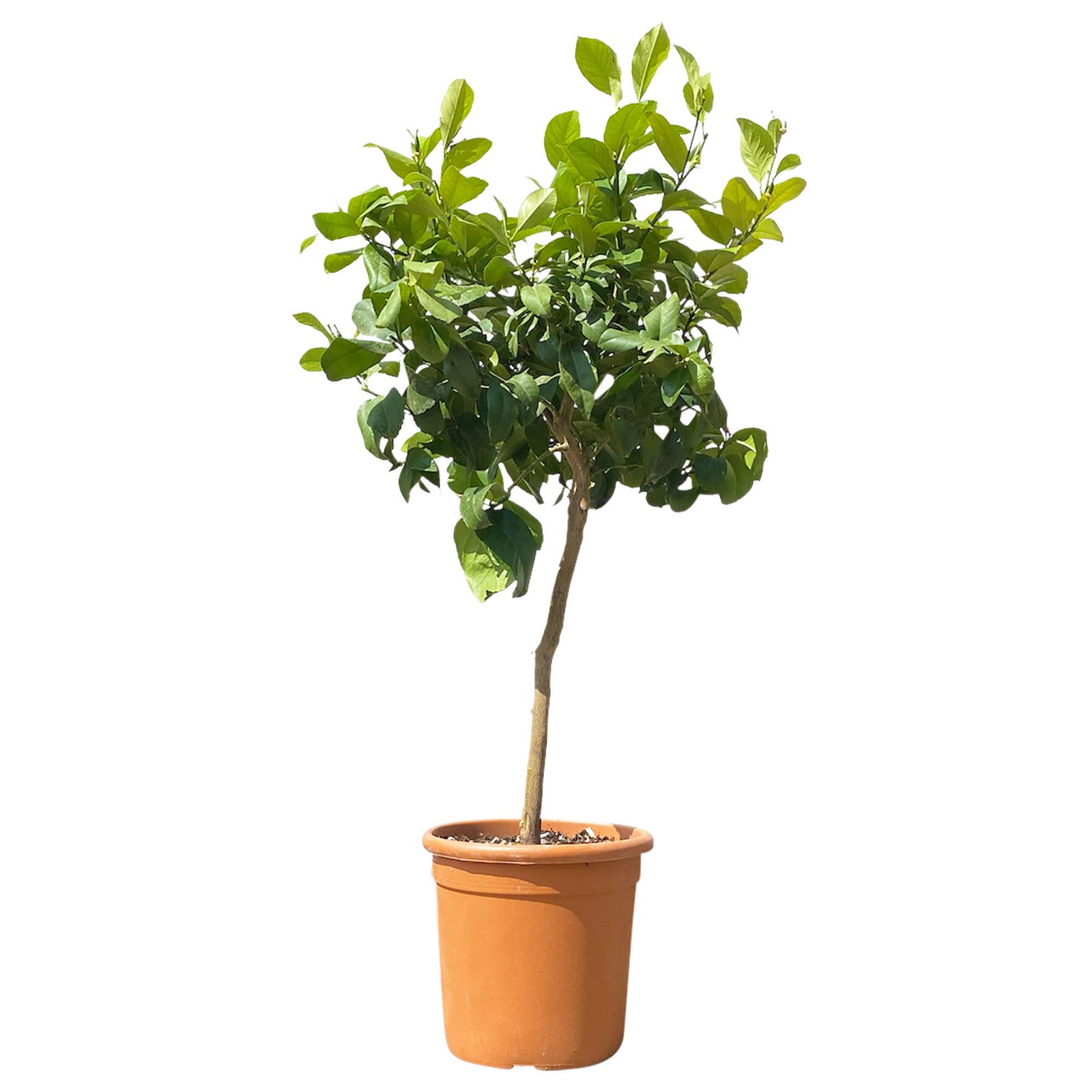 Zitronenbaum, Stamm, Topf-Ø 24 cm, Höhe ca. 140 cm