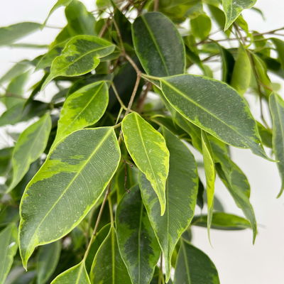 Birkenfeige 'Anastasia' im Keramiktopf Dallas, Topf-Ø 17 cm, Höhe ca. 60 cm