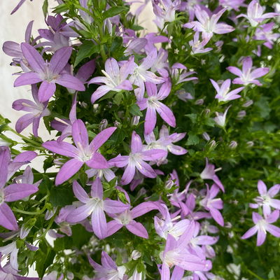 Hängepolster-Glockenblume 'Adansa® Pink' rosa, Topf-Ø 15 cm, 3er-Set