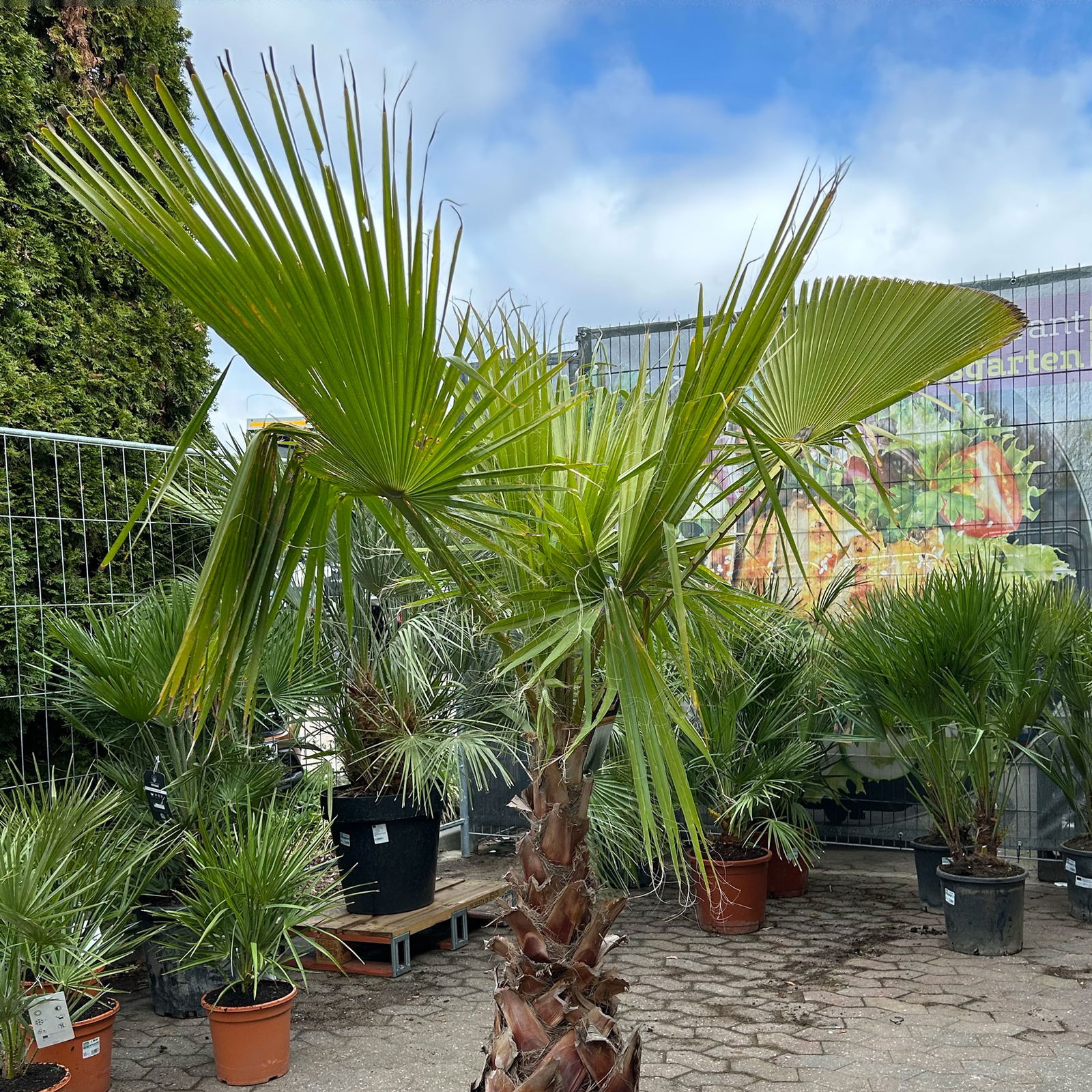 Washingtonia robusta, Stamm, Topf 65 Liter, Höhe ca. 180-200 cm