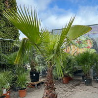 Washingtonia robusta, Stamm, Topf 65 Liter, Höhe ca. 180-200 cm
