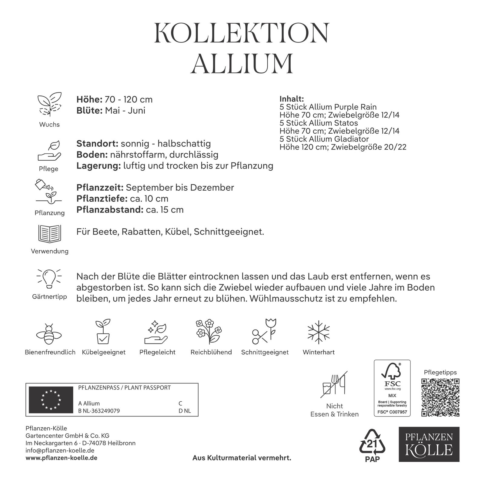 Kölles Beste Zierlauch-Kollektion, purpur-lila, 15 Blumenzwiebeln