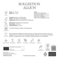 Kölles Beste Zierlauch-Kollektion, purpur-lila, 15 Blumenzwiebeln