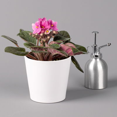 Usambaraveilchen in Keramiktopf Dallas weiß, pink, Topf-Ø 12 cm, 3er-Set Usambaraveilchen in Keramiktopf Dallas weiß, pink, Topf-Ø 12 cm, 3er-Set