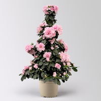 Azalee, rosa, Topf-Ø 17cm, Pyramide, in Keramiktopf Dallas weiß Azalee, rosa, Topf-Ø 17cm, Pyramide, in Keramiktopf Dallas weiß