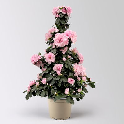 Azalee, rosa, Topf-Ø 17cm, Pyramide, in Keramiktopf Dallas weiß Azalee, rosa, Topf-Ø 17cm, Pyramide, in Keramiktopf Dallas weiß