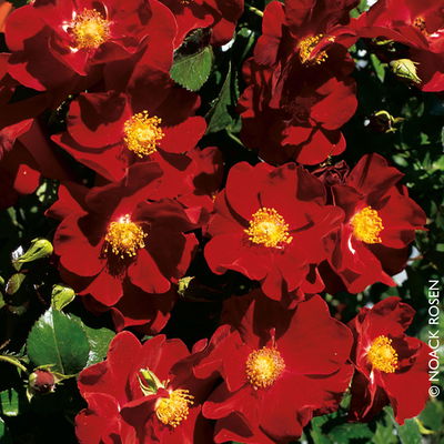 Bodendeckerrose 'Alcantara®', dunkelrot, Topf 3 Liter, 4 Stück Bodendeckerrose 'Alcantara®', dunkelrot, Topf 3 Liter, 4 Stück