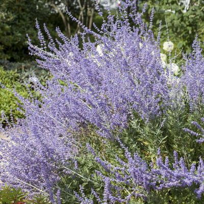 Kölles Beste Kompakte Blauraute 'Little Spire(S)', blauviolett, Topf 3 l Kölles Beste Kompakte Blauraute 'Little Spire(S)', blauviolett, Topf 3 l