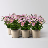 Chrysanthemen 'Swifty', rosa, Topf-Ø 10,5 cm, 6 Pflanzen