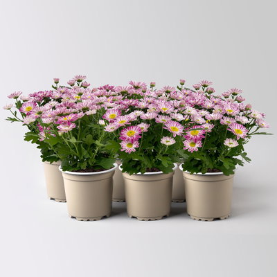 Chrysanthemen 'Swifty', rosa, Topf-Ø 10,5 cm, 6 Pflanzen