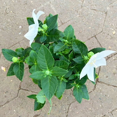 Ballonblume, weiß, Topf-Ø 12 cm, 6 Pflanzen