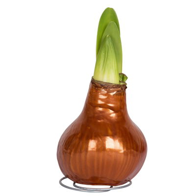 Amaryllis in Wachs XL, Dekor 'Superior Kupfer', Blüte rot Amaryllis in Wachs XL, Dekor 'Superior Kupfer', Blüte rot