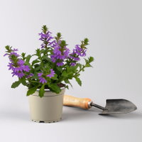 Fächerblume, blau, Topf-Ø 12 cm, 6 Pflanzen Fächerblume, blau, Topf-Ø 12 cm, 6 Pflanzen