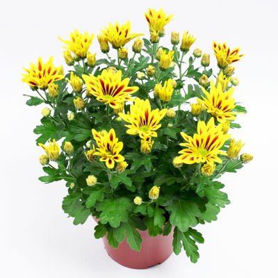 Chrysanthemen 'Rainbow Lake Worth', gelb-rot gestreift, Topf-Ø 14 cm, 4 Pflanzen Chrysanthemen 'Rainbow Lake Worth', gelb-rot gestreift, Topf-Ø 14 cm, 4 Pflanzen