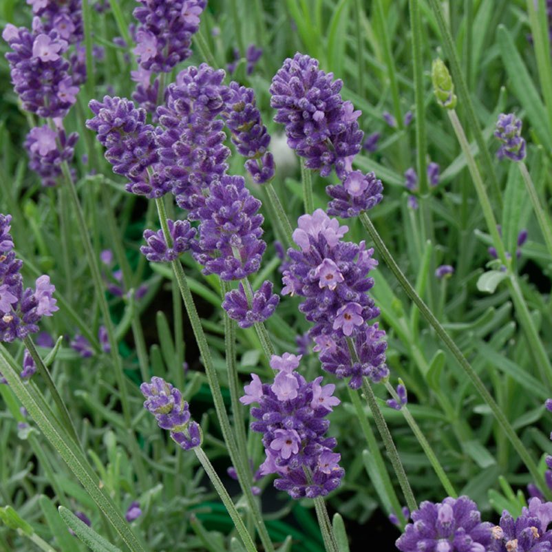 Lavendel, 6er-Set, Topf 12 / 13 cm Ø
