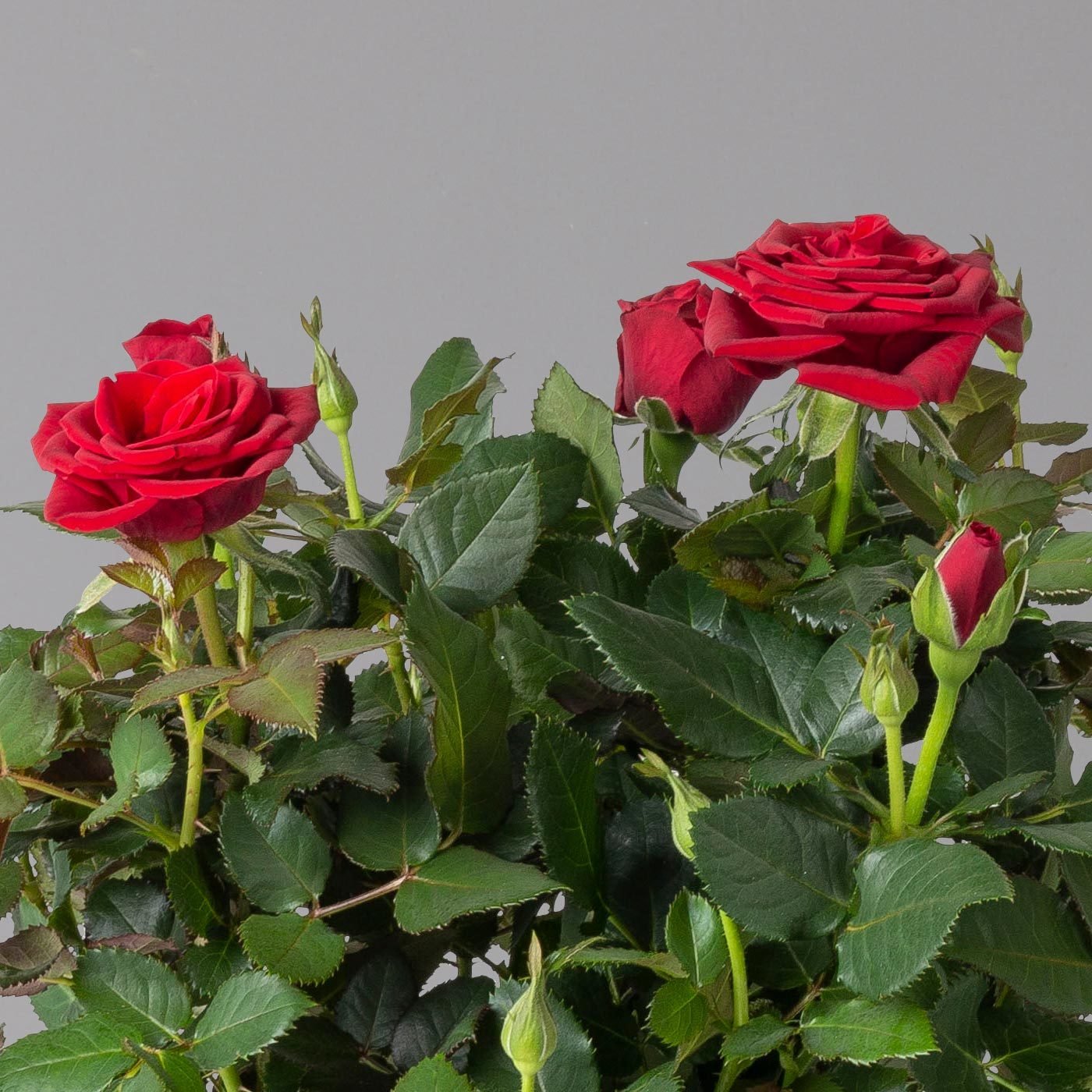 Rose, rot, Topf-Ø 14 cm, 2er-Set