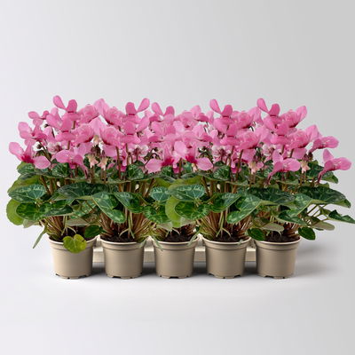 Alpenveilchen Mini, rosa, schirmartig, Topf-Ø 6 cm, 10 Pflanzen Alpenveilchen Mini, rosa, schirmartig, Topf-Ø 6 cm, 10 Pflanzen