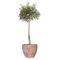 Olivenbaum, Stamm, Topf-Ø 22 cm, Höhe ca. 100 cm