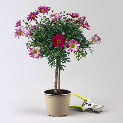 Margerite, Farbe zufällig, Stamm, Topf-Ø 15 cm, 2 Pflanzen