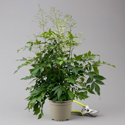 Astilbe arendsii, weiß, Topf-Ø 15 cm, 2er-Set