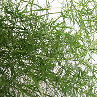 Asparagus 'Sprengerii', Ampeltopf-Ø 17 cm, Höhe ca. 30 cm