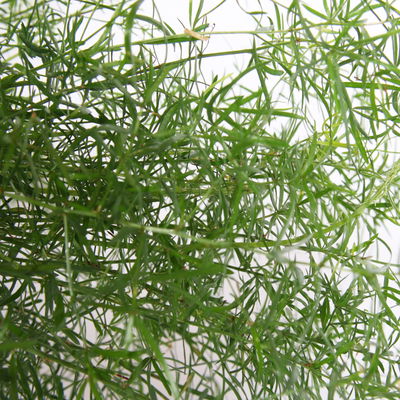 Asparagus 'Sprengerii', Ampeltopf-Ø 17 cm, Höhe ca. 30 cm
