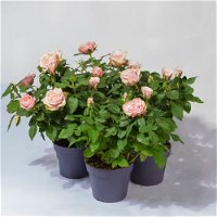 Rose Patio, rosa, Topf-Ø 13 cm, 3er-Set