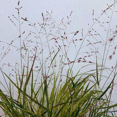 Bio Rutenhirse 'Squaw', rosa, Topf 5 Liter