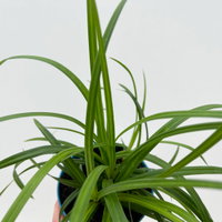 Bio Japansegge 'Irish Green', Topf-Ø 12 cm, 3 Pflanzen Bio Japansegge 'Irish Green', Topf-Ø 12 cm, 3 Pflanzen