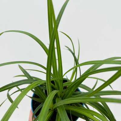 Bio Japansegge 'Irish Green', Topf-Ø 12 cm, 3 Pflanzen Bio Japansegge 'Irish Green', Topf-Ø 12 cm, 3 Pflanzen