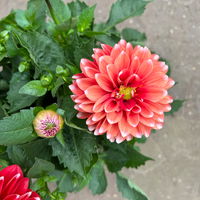 Dahlie 'Hypnotica®', rot-weiß, Topf-Ø 21/22 cm