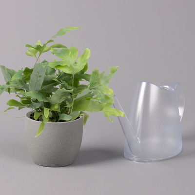 Phlebodium aureum 'Blue Star', Topf-Ø 12 cm, Höhe ca. 30 cm, 3er-Set